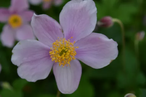 Anemone hupeh. 'Praecox'