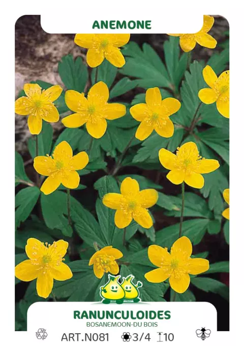 Anemone ranunculoides