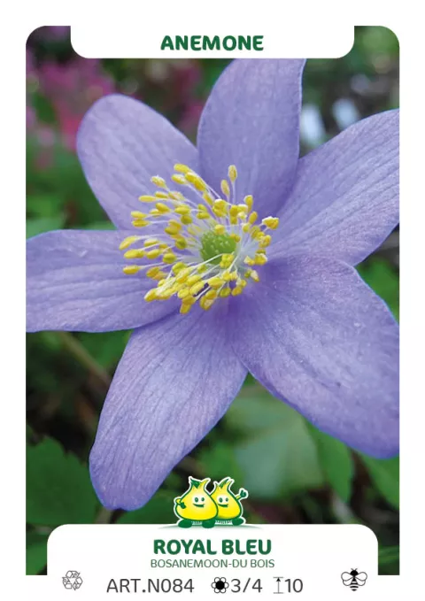 Anemone nem. 'Royal Blue'