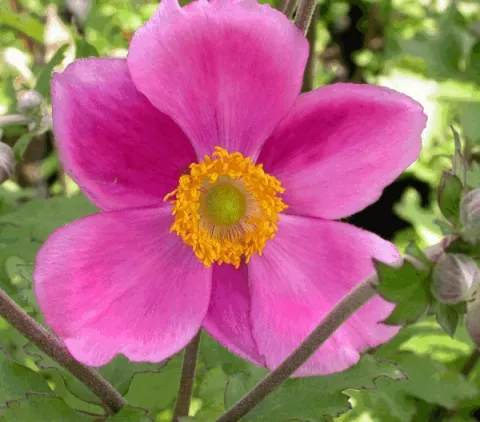Anemone hybr. 'Rosenschale'