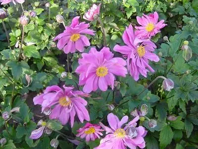 Anemone hybr. 'Rotkäppchen'