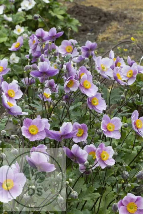 Anemone hybr. 'Regal Swan'