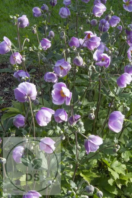 Anemone hybr. 'Regal Swan'