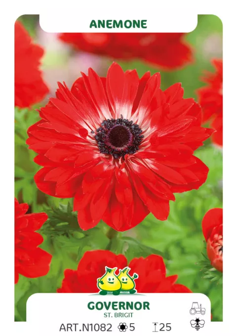 Anemone 'St. Brigid The Governor'