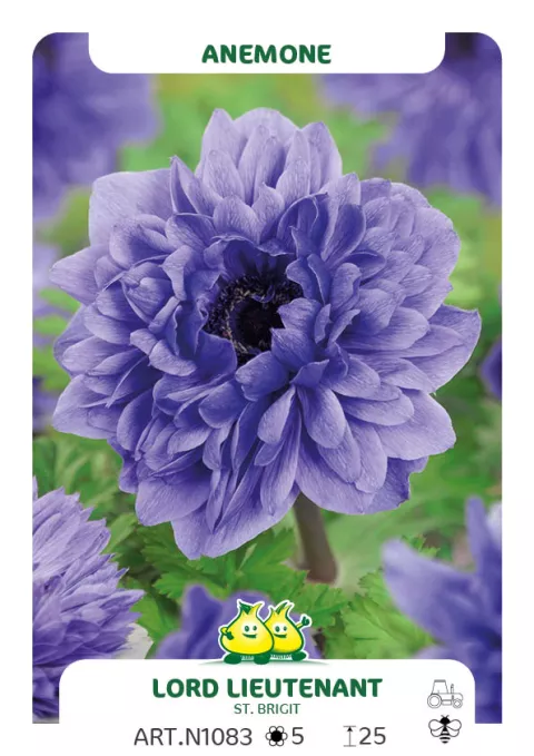 Anemone 'St Brigid Lord Lieutenant'