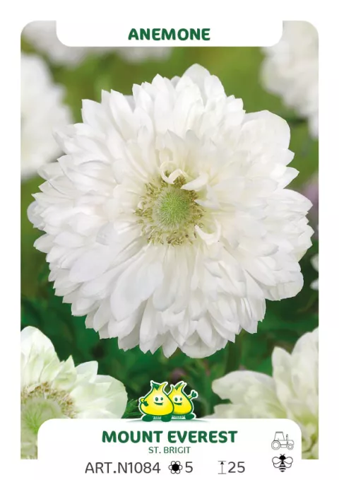 Anemone 'St. Brigid Mount Evererst'