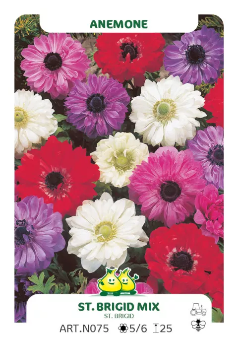 Anemone 'St. Brigid'