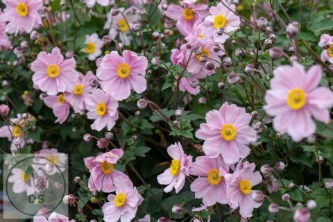 Anemone hupeh. 'September Charm'