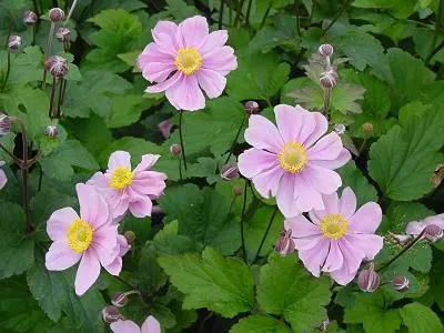 Anemone hybr. 'Serenade'