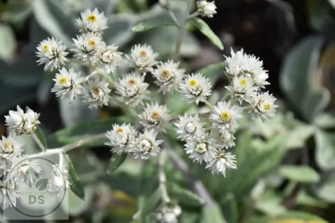 Anaphalis tripl. 'Silberregen'