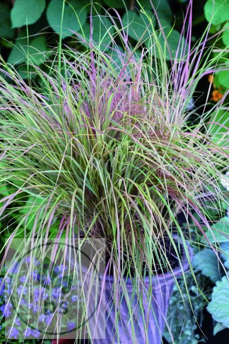 Anemanthele lessoniana 'Sirocco'