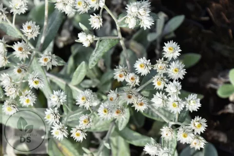 Anaphalis tripl. 'Sommerschnee'