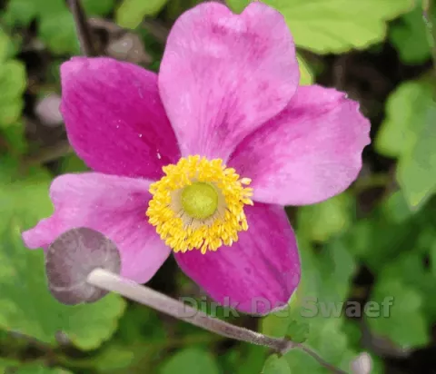 Anemone hupeh. 'Splendens'