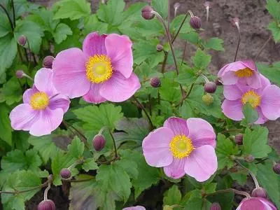 Anemone hupeh. 'Splendens'