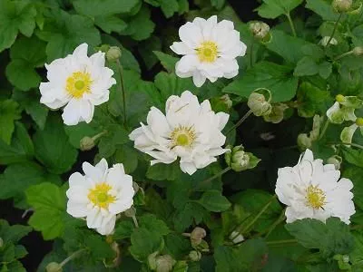Anemone hybr. 'Whirlwind'