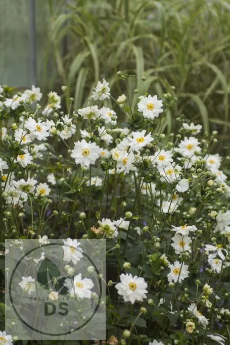 Anemone hybr. 'Whirlwind'