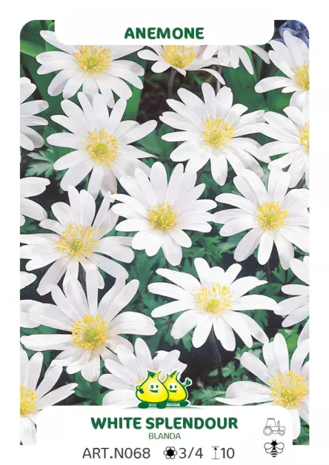 Anemone blanda 'White Splendour'