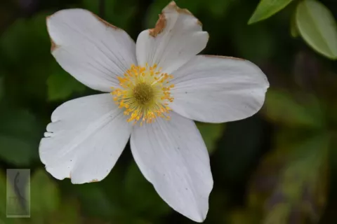 Anemone hybr. 'Wild Swan'