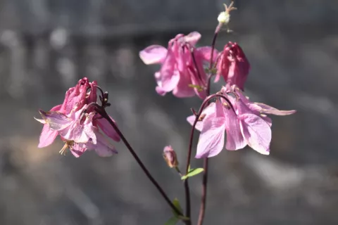 Aquilegia vulgaris 'Heidi'