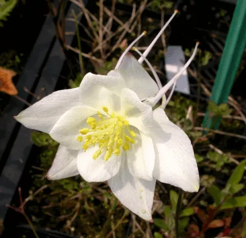 Aquilegia 'Kristall' (Silver Queen)