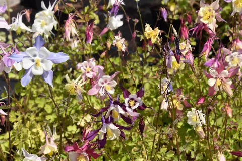 Aquilegia 'McKana Hybrids'