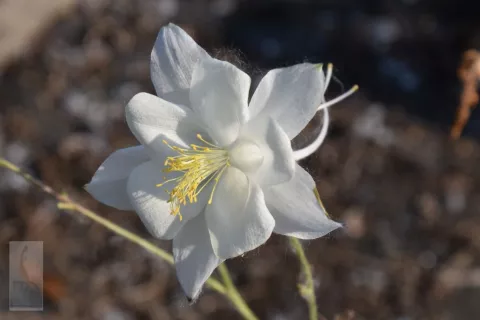 Aquilegia vulgaris 'Nivea' ('Alba')