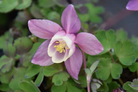 Aquilegia flabellata 'Cameo Pink and White'
