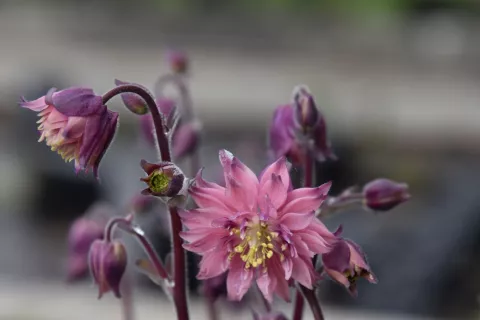 Aquilegia vulgaris 'Rosa Barlow'