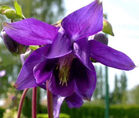 Aquilegia vulgaris