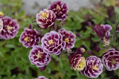 Aquilegia vulgaris 'Winky Double Red & White'