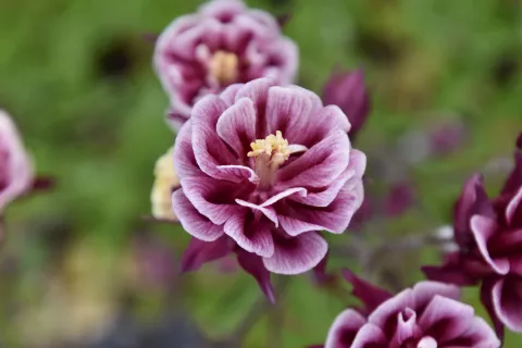 Aquilegia vulgaris 'Winky Double Red & White'