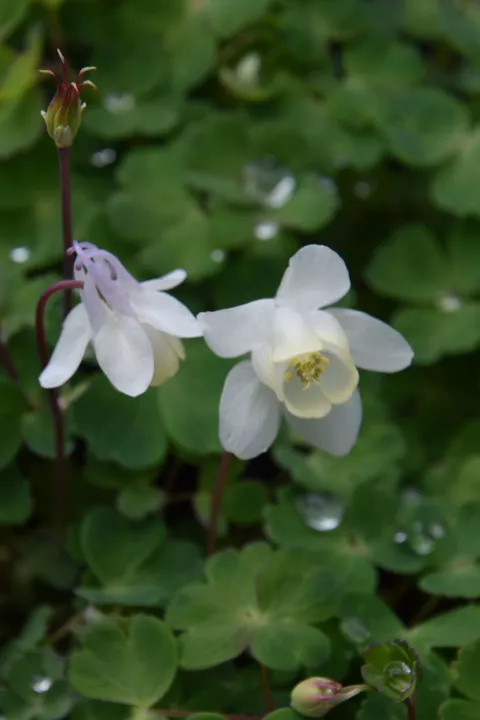 Aquilegia flabellata 'Cameo White'