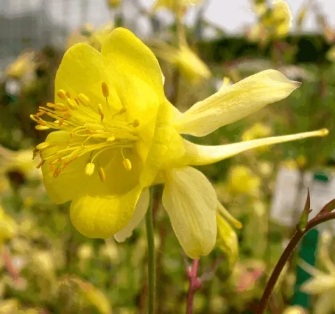 Aquilegia chrys. 'Yellow Queen'