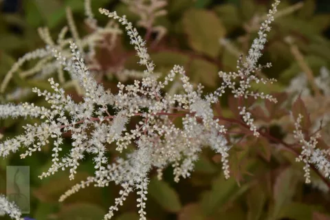 Aruncus dioicus