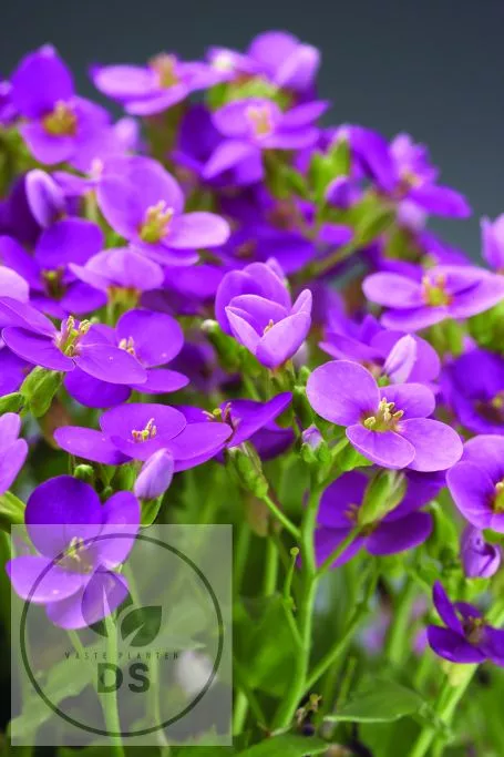 Arabis cauc. 'Deep Rose'