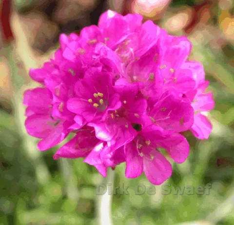 Armeria mar. 'Duesseldorfer Stolz'
