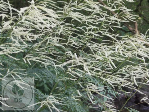 Aruncus aethusifolius 'Horatio'