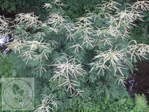 Aruncus aethusifolius 'Horatio'