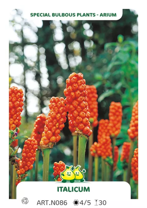Arum italicum