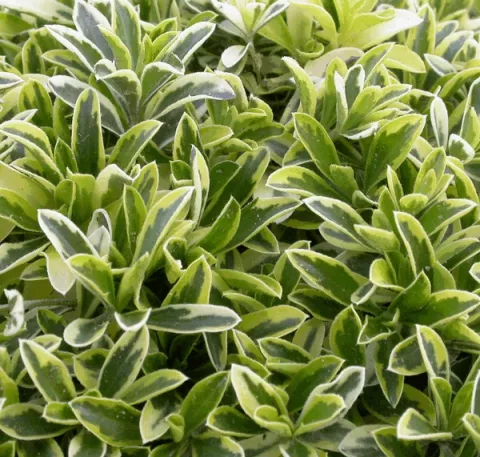 Arabis fern.-coburgii 'Old Gold'