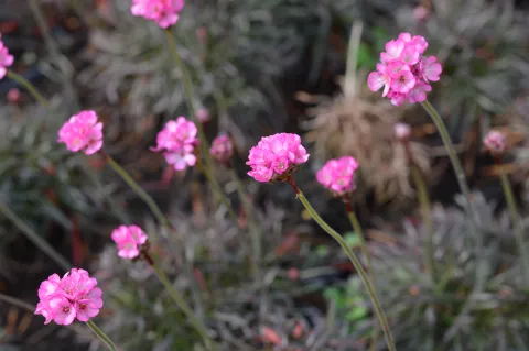 Armeria mar. 'Rubrifolia (Vesuv)