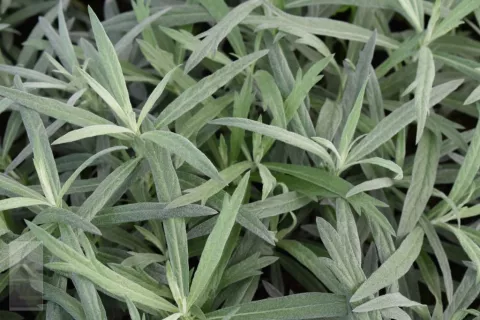 Artemisia ludov. 'Silver Queen'