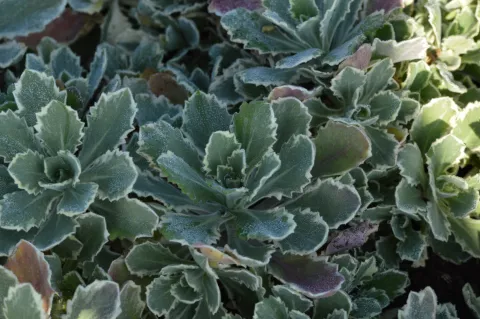 Arabis cauc. 'Variegata'