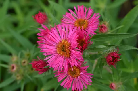 Aster novae-a. 'And. an Al. Poets.'