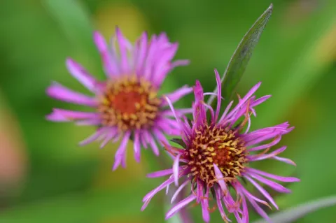 Aster novae-a. 'And. an P. Gerber'