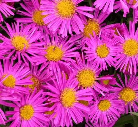 Aster (D) 'Alice Haslam'