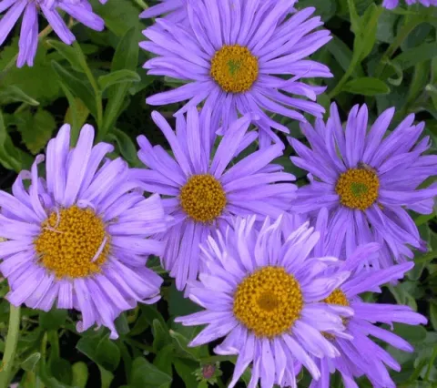 Aster alpinus
