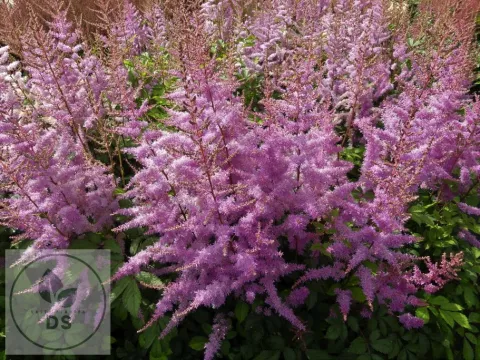 Astilbe (A) 'Amethyst'