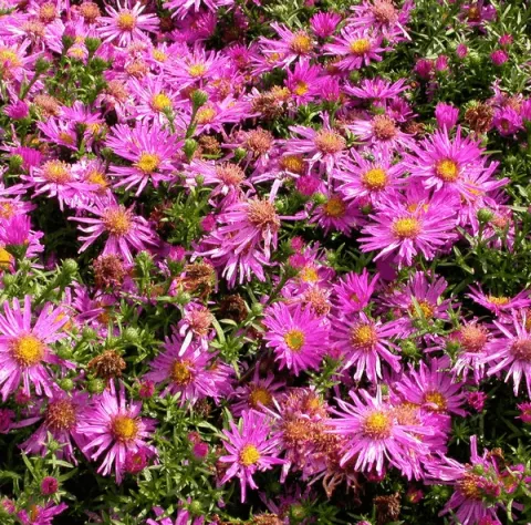Aster (D) 'Anneke'