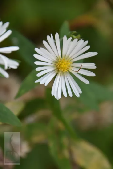 Aster radula 'August Sky'